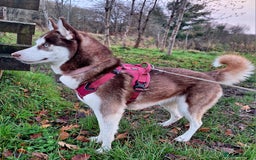 Siberian Husky dogs for stud: Siberian Husky for Stud in Glasgow - Image 13