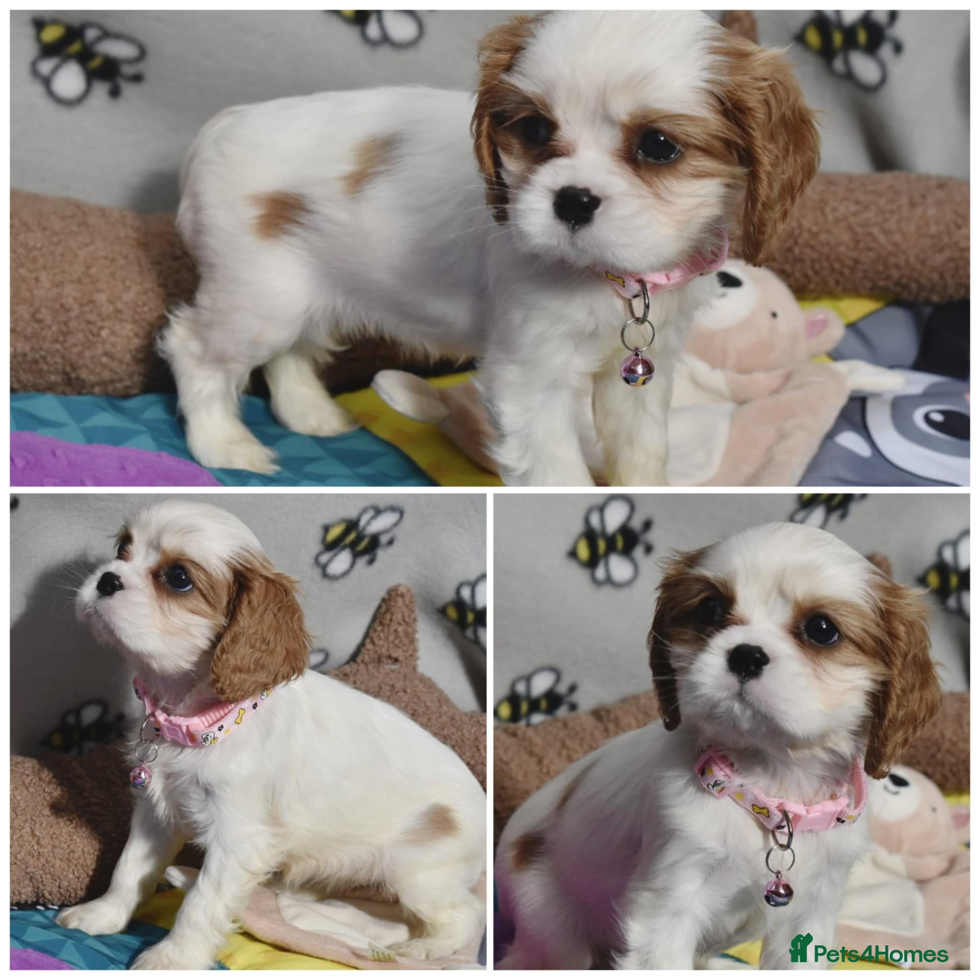 Cavalier King Charles Spaniel dogs Health Tested- Cavalier King Charles Spaniel - Advert 20