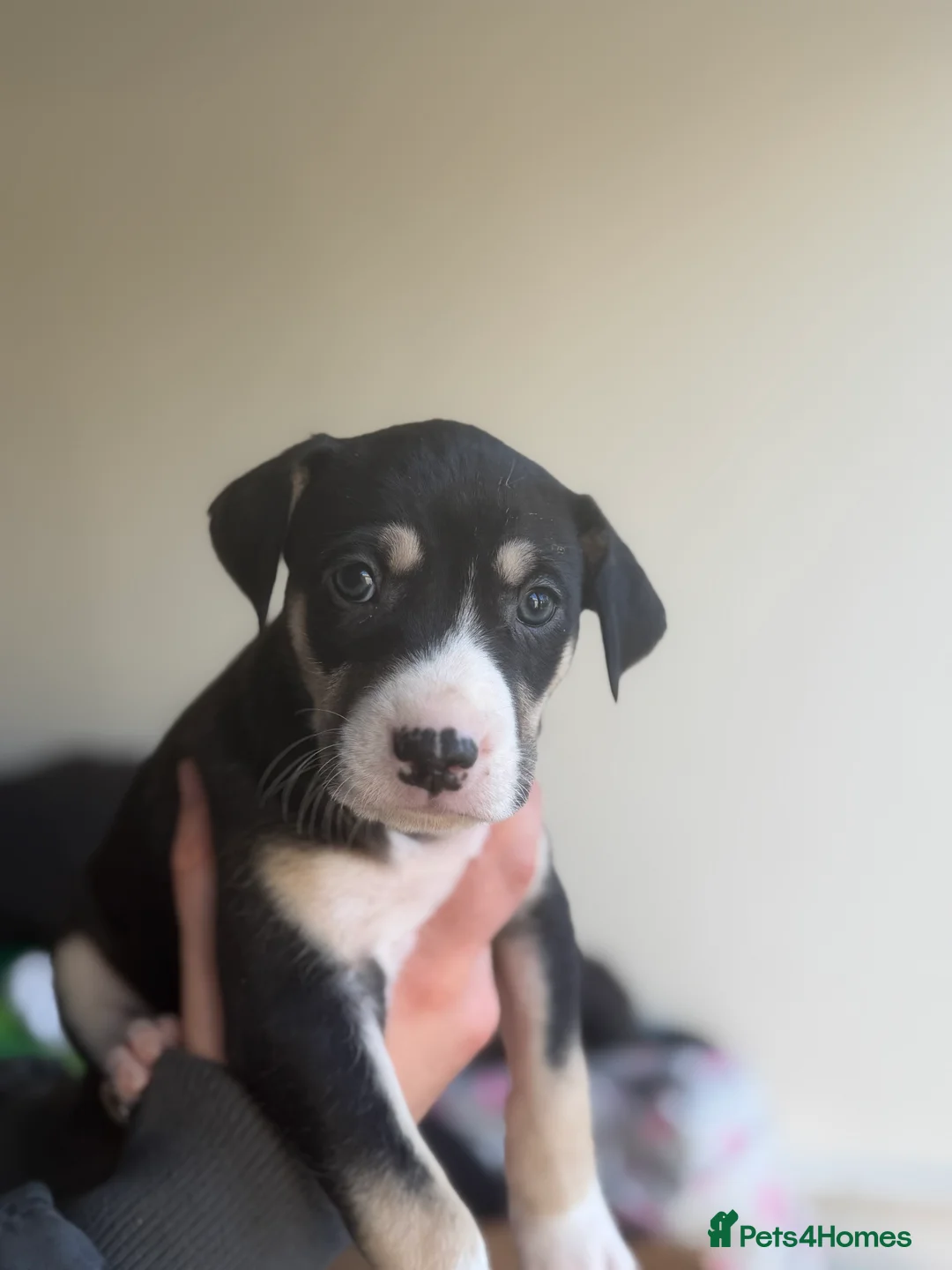 Mixed Breed dogs for sale: Saluki bull greyhound  - Advert 3