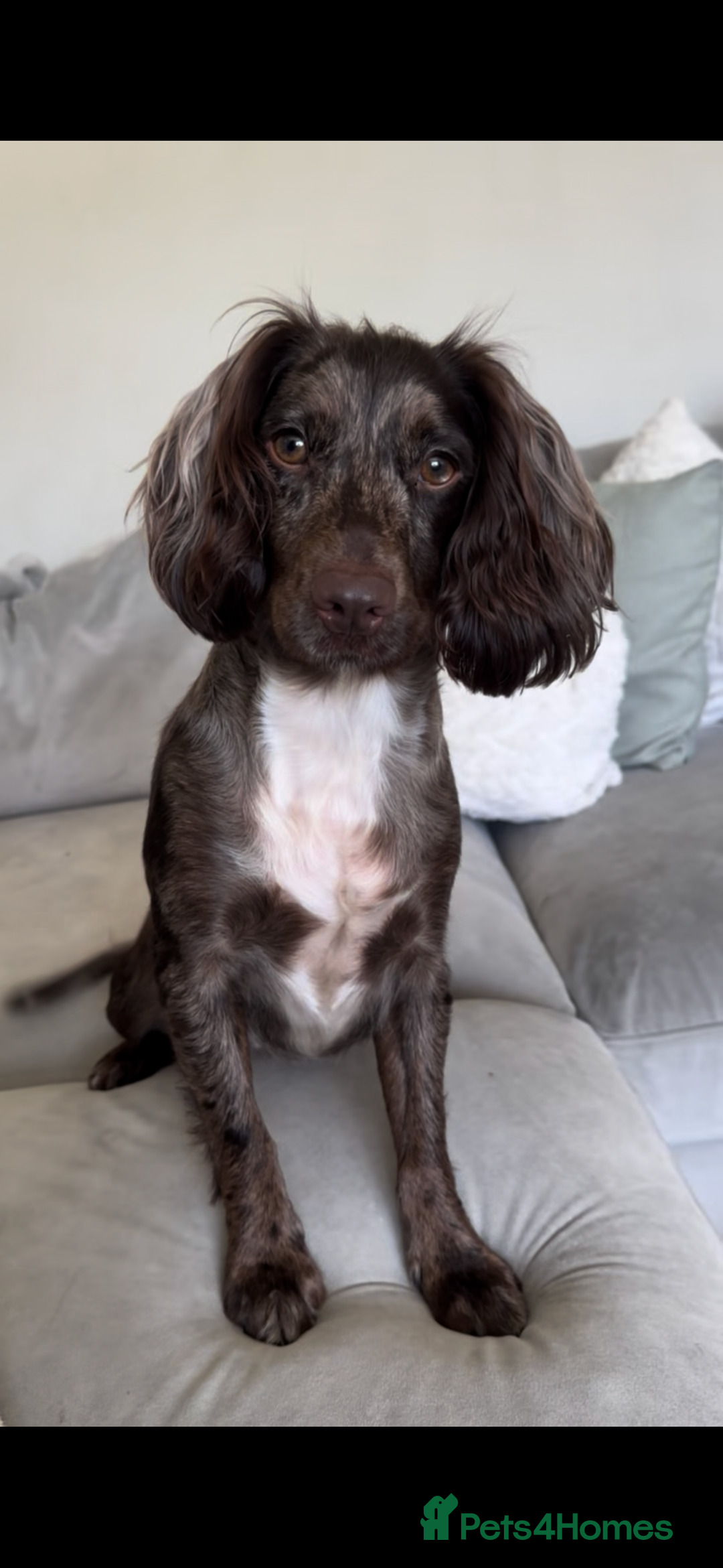 Cocker Spaniel dogs for sale: Female merle cocker spaniel  - Advert 5