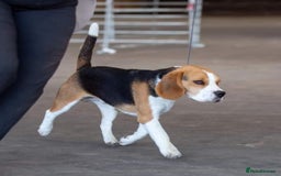 Beagle dogs for stud: Winner at Crufts 2025! in Tonbridge - Image 24