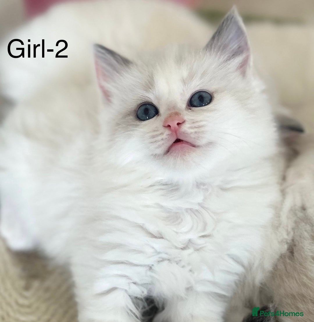 Ragdoll cats for sale: Beautiful Ragdoll kittens from Champion lines - Image 3