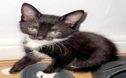 Mixed Breed cats for sale: 5 gorgeous tabby/Mixed breed kittens for sale🐾 - Image 10