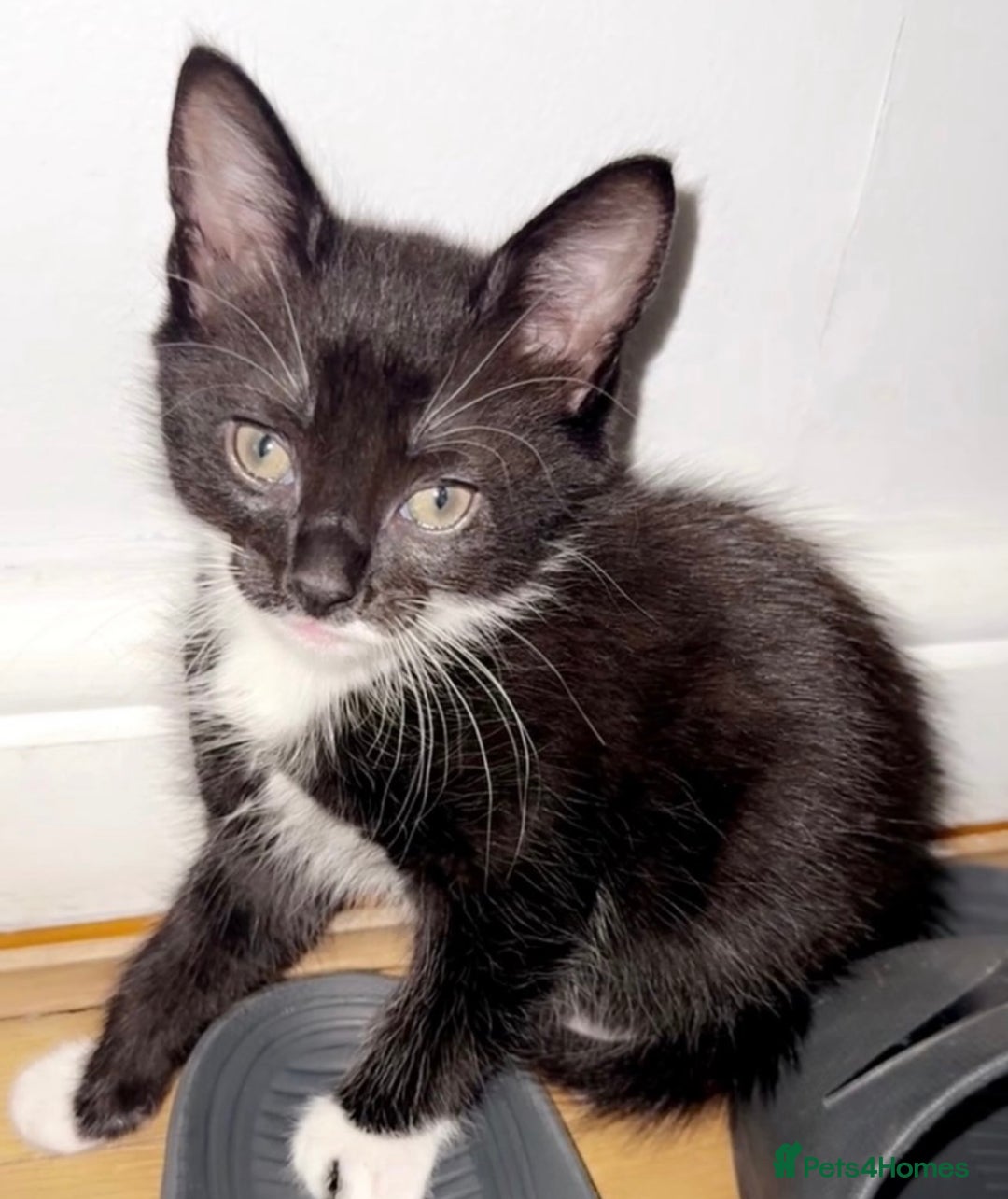 Mixed Breed cats for sale: 5 gorgeous tabby/Mixed breed kittens for sale🐾 - Image 10
