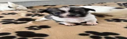 Mixed Breed dogs for sale: Tiny cute fluffy Shih Tzu x jack Russell puppies  - Advert 15