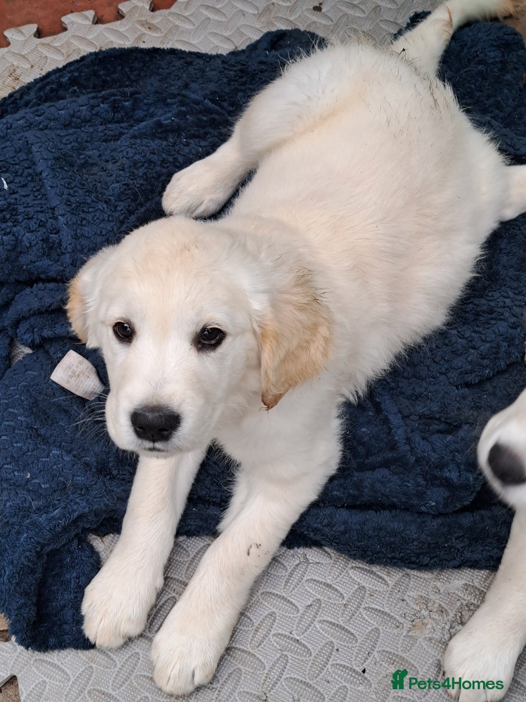 Golden Retriever dogs for sale: Golden retriever puppies  - Image 7
