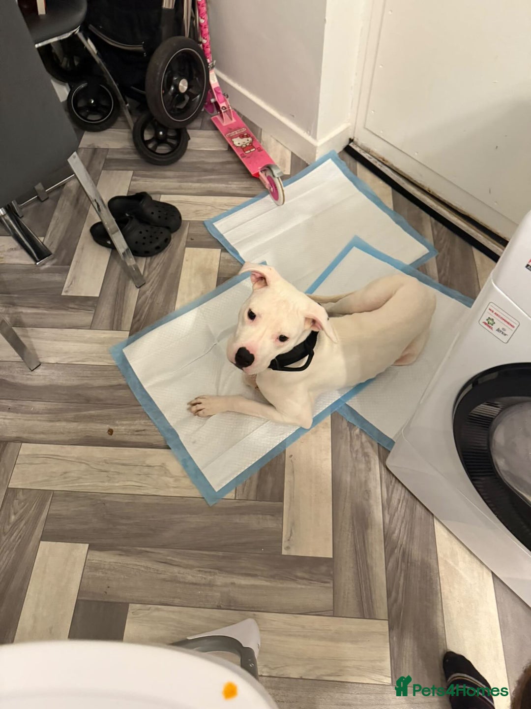 Mixed Breed dogs for sale: Rehoming, American bulldog mixed - Advert 2