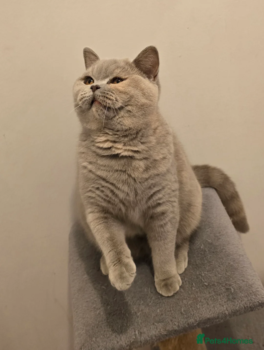 British Shorthair cats for sale: ACTIVE BSH LILAC TORTIE GCCF & TICA REGISTERED  - Advert 6