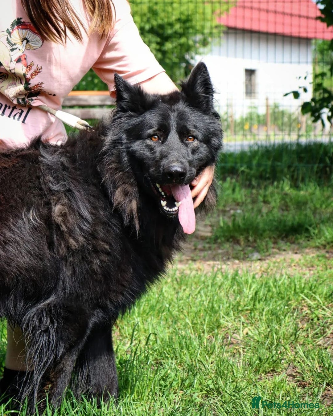 German Shepherd dogs for adoption: 💙🐶 AXEL 🐶💙 - Image 6