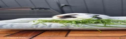 Guinea Pig rodents for sale: Mother & daughter duel  - Advert 14