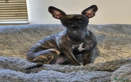 Mixed Breed dogs for sale: Peppa  - Image 1
