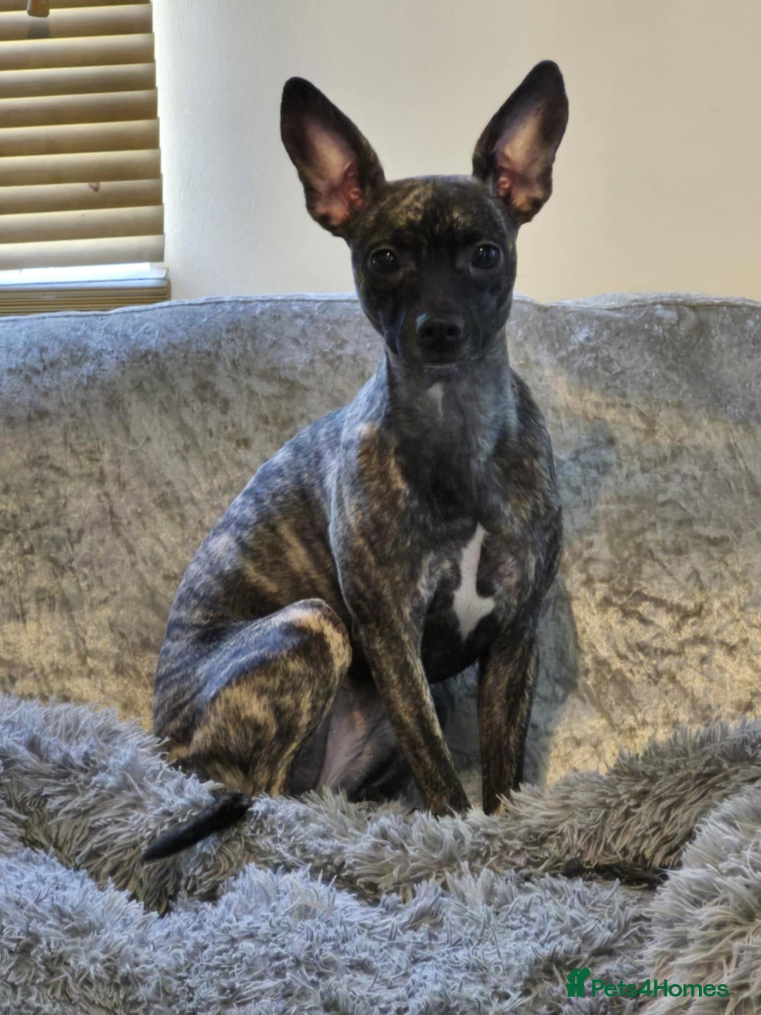 Mixed Breed dogs for sale: Peppa  - Image 1