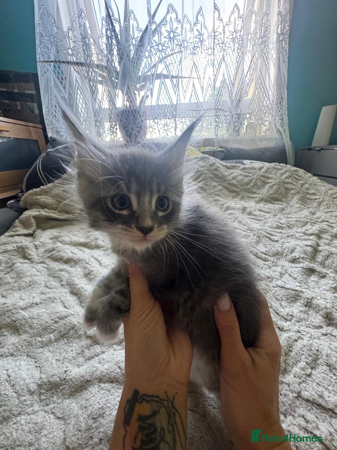 Maine Coon cats for sale: Gorgeous maine coon kittens  - Image 16