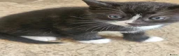 Mixed Breed cats for sale: Gorgeous mixed  - Advert 3