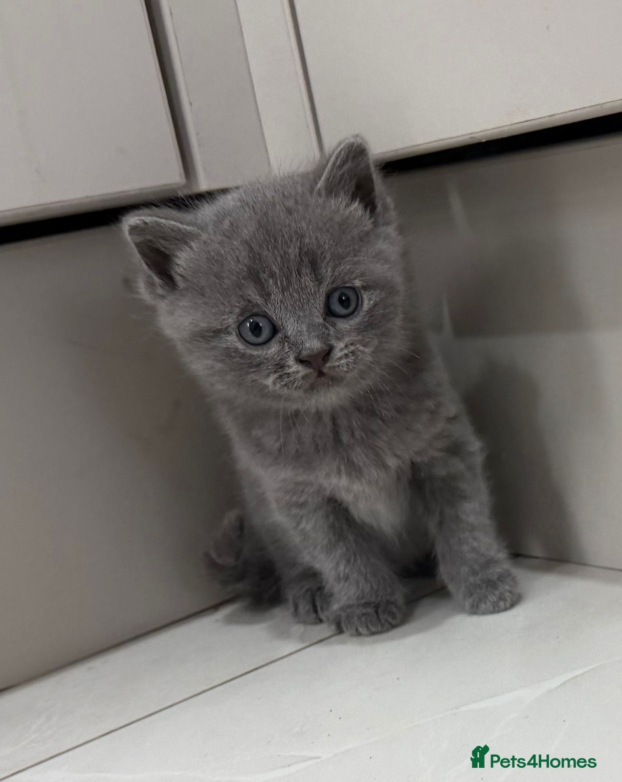 British Shorthair cats British blue shorthairs purebred  - Advert 1