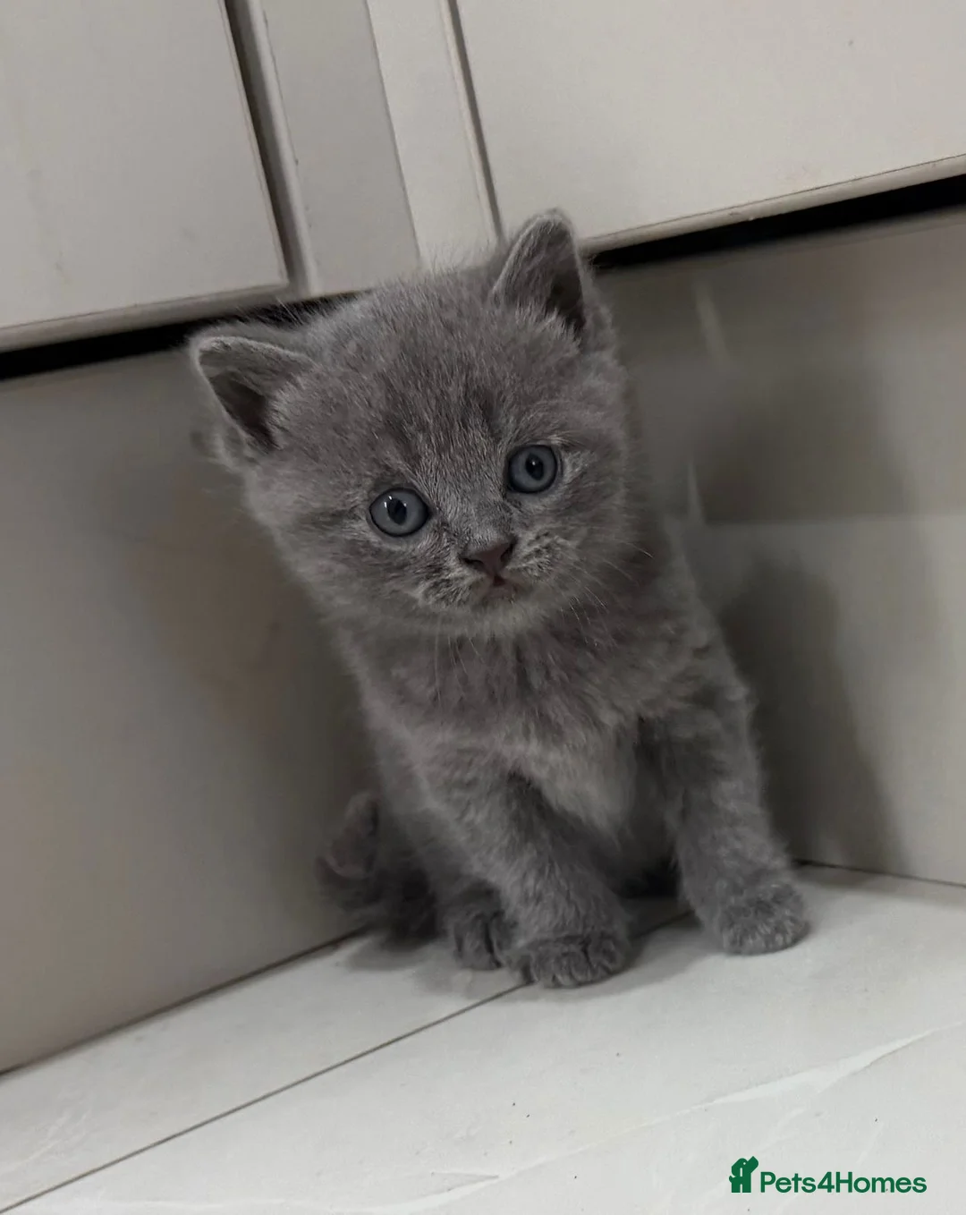 British Shorthair cats for sale: British blue shorthairs purebred  in Hounslow - Advert 1
