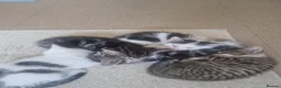 Mixed Breed cats for sale: 5 healthy kittens in Braintree - Advert 14