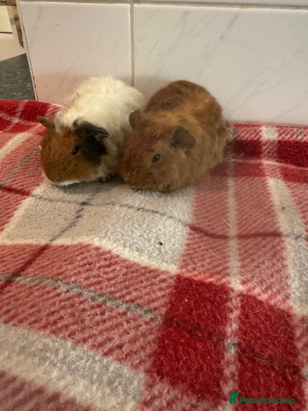 Guinea Pig rodents for sale: Beautiful baby guinea pigs  - Advert 6