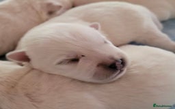 West Highland Terrier dogs for sale: Traditional Pedigree West Highland Terrier Pups  - Image 12