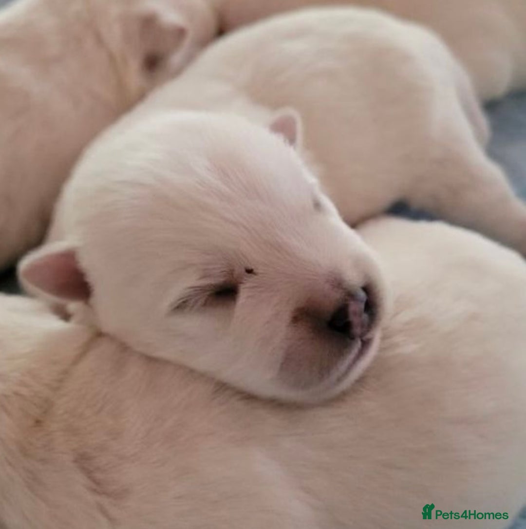 West Highland Terrier dogs for sale: Traditional Pedigree West Highland Terrier Pups  - Image 12