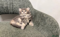 British Longhair cats for sale: 3/4 British longhair kittens - Image 12