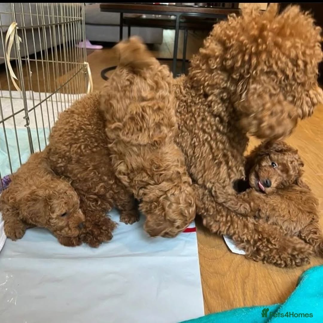 Toy Poodle dogs for sale: Red toy poodle puppies  - Image 12