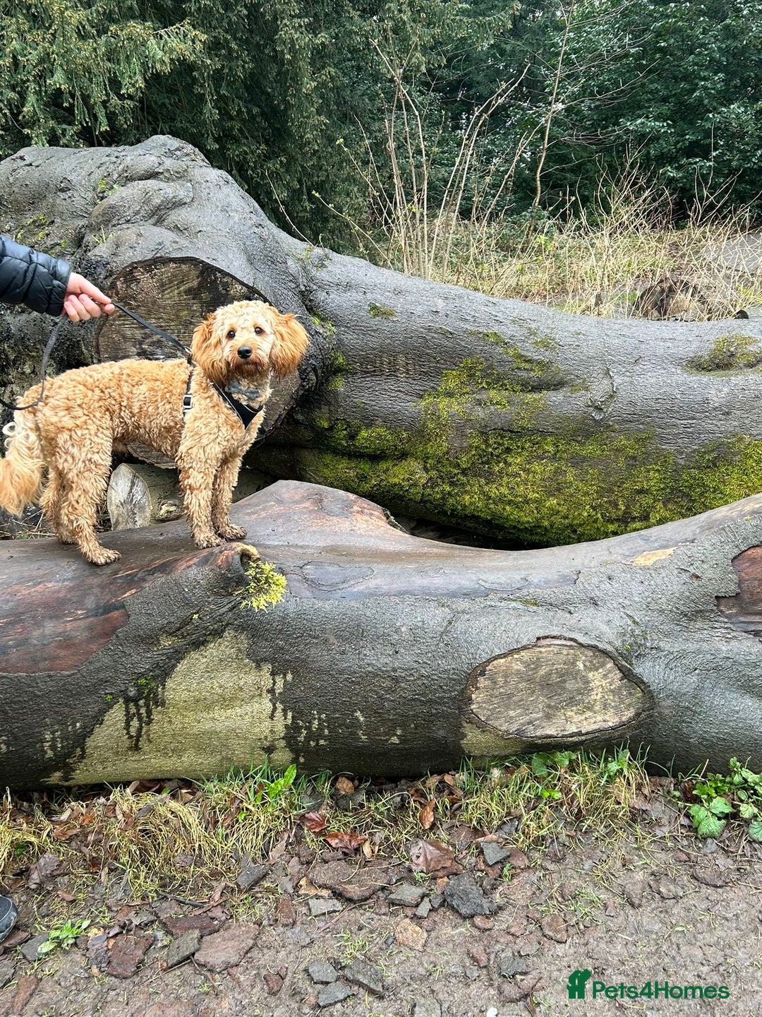 Cockapoo dogs for sale: Cockapoo for sale - Advert 4