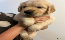 Golden Retriever dogs for sale: Beautiful KC Golden Retriever Babies  - Image 13