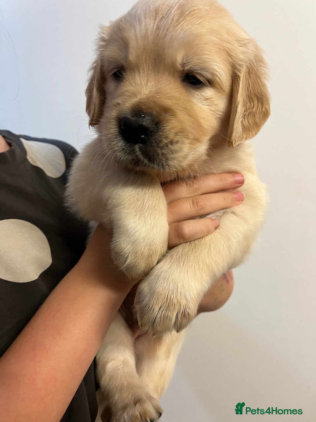 Golden Retriever dogs for sale: Beautiful KC Golden Retriever Babies  - Image 13
