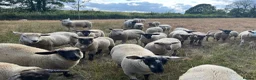 Sheep livestock for sale: Pet lambs for sale  - Advert 3