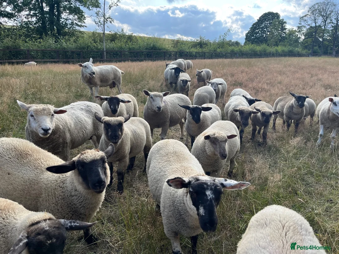 Sheep livestock for sale: Pet lambs for sale  - Advert 3