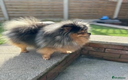 Pomeranian dogs for sale: READY NOW-REDUCED!! TRUE TEDDY BEAR POMERANIAN - Image 35
