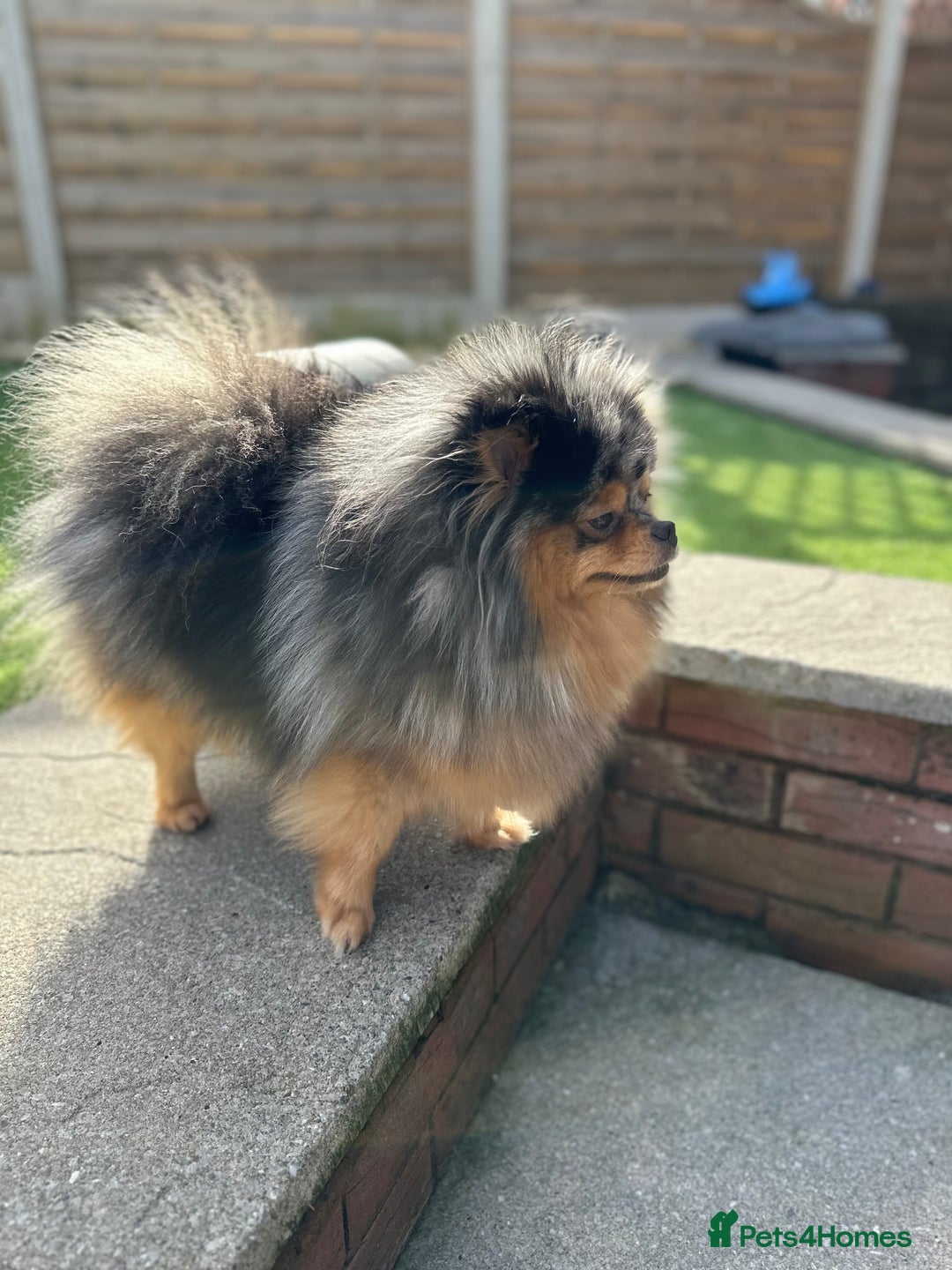 Pomeranian dogs for sale: READY NOW-REDUCED!! TRUE TEDDY BEAR POMERANIAN - Image 35