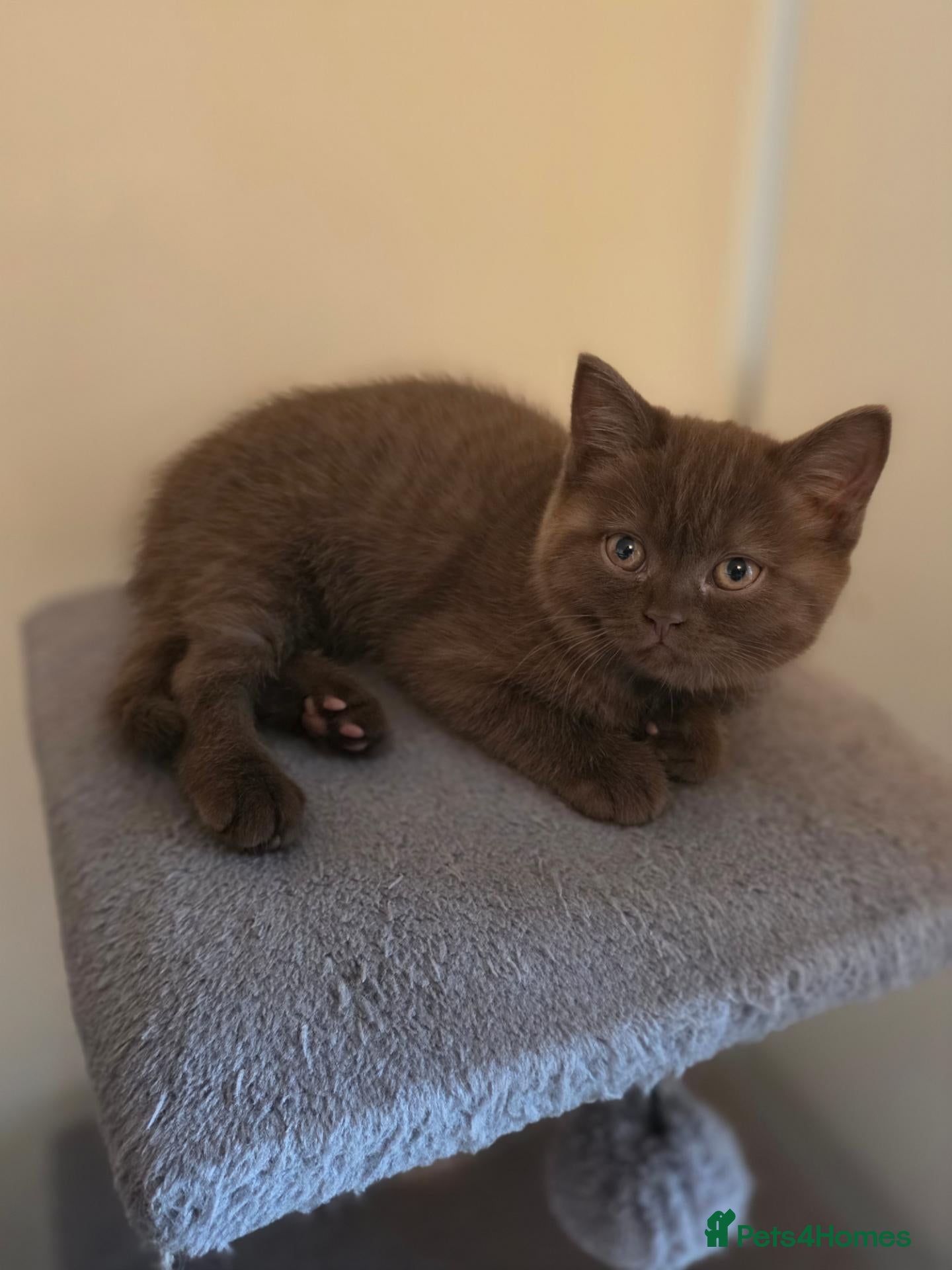 British Shorthair cats Chocolate BSH Girl – Unexpectedly Available - Advert 1