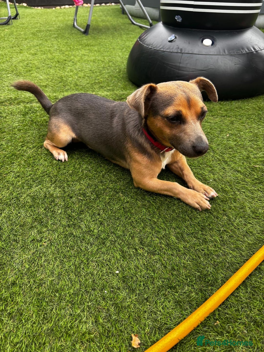 Jack Russell dogs for sale:  Beautiful Jack Russell puppies  - Image 8