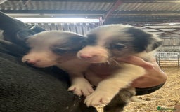 Border Collie dogs for sale: Lovely border collie pups - Image 5