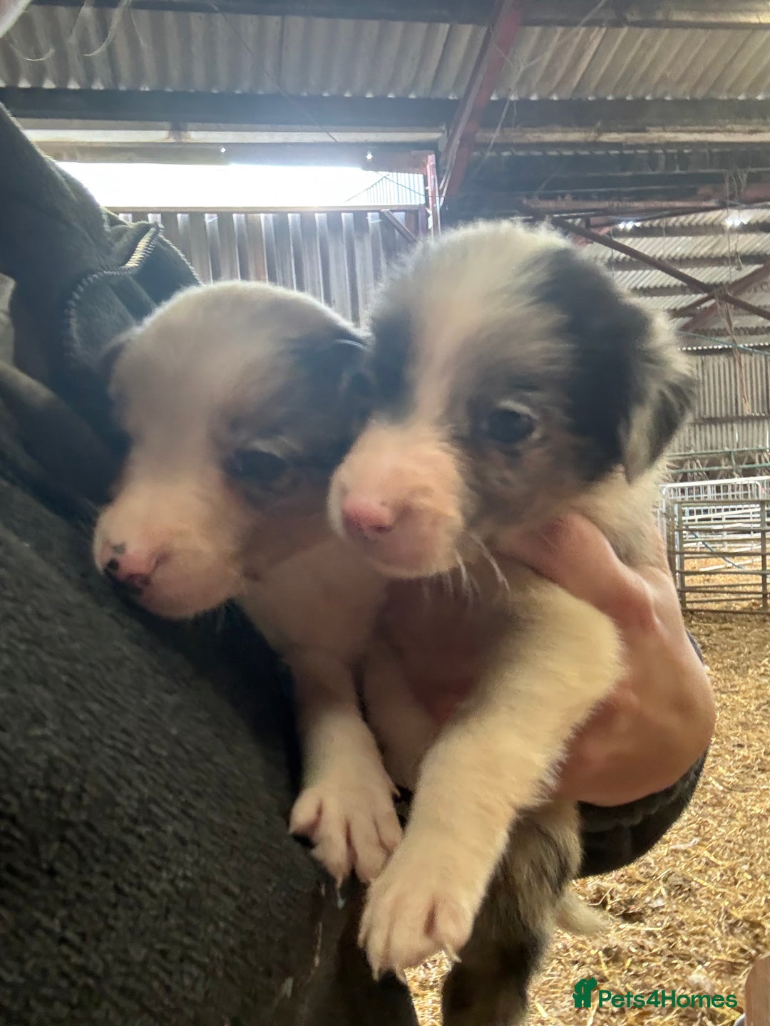 Border Collie dogs for sale: Lovely border collie pups - Image 5