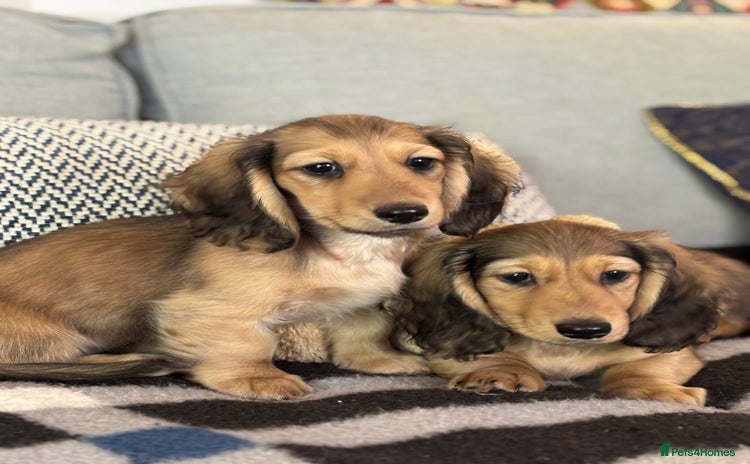 Miniature Dachshund dogs - Advert 16