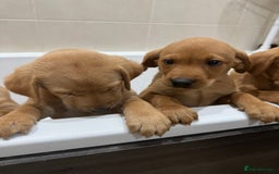 Labrador Retriever dogs for sale: Beautiful kc reg Labrador pups - Image 3