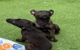 Belgian Shepherd Dog dogs for sale: Belgian malnois x Dutch sheppard puppies - Image 23
