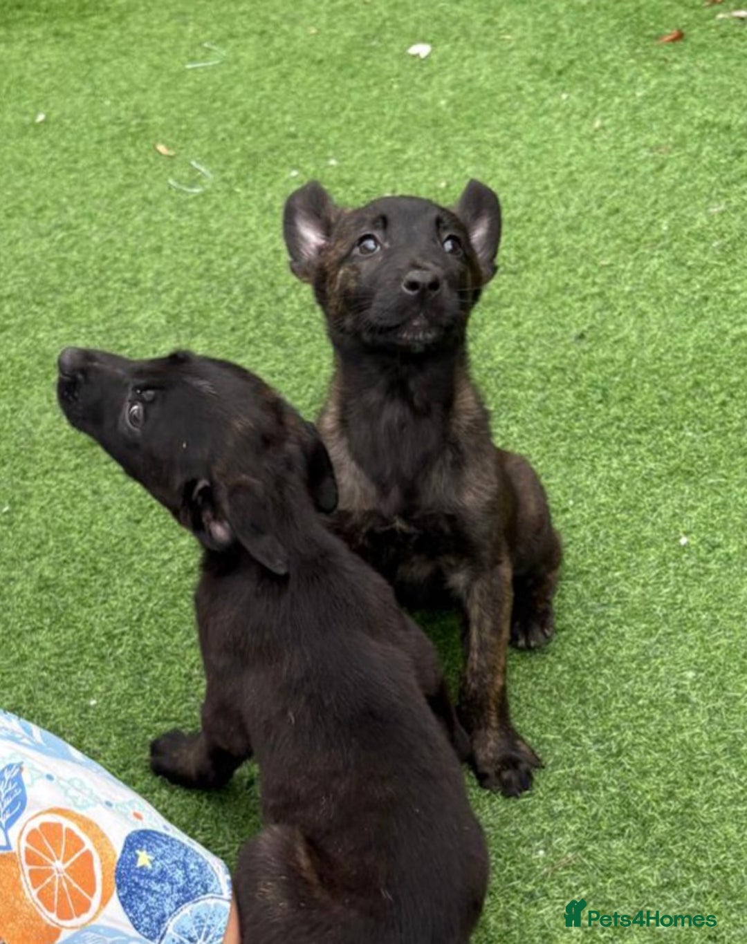 Belgian Shepherd Dog dogs for sale: Belgian malnois x Dutch sheppard puppies - Image 23