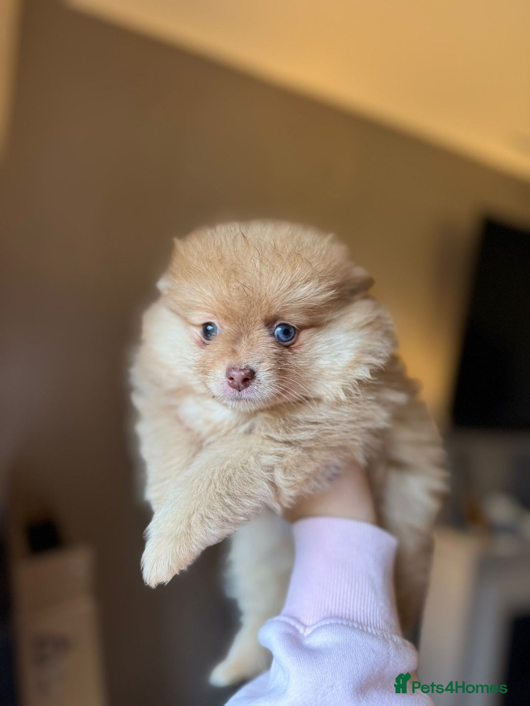 Pomeranian dogs for sale: Pomeranian Merle girl - Advert 1