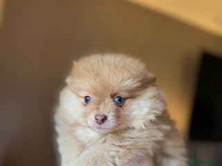 Pomeranian dogs Pomeranian Merle girl - Advert 6