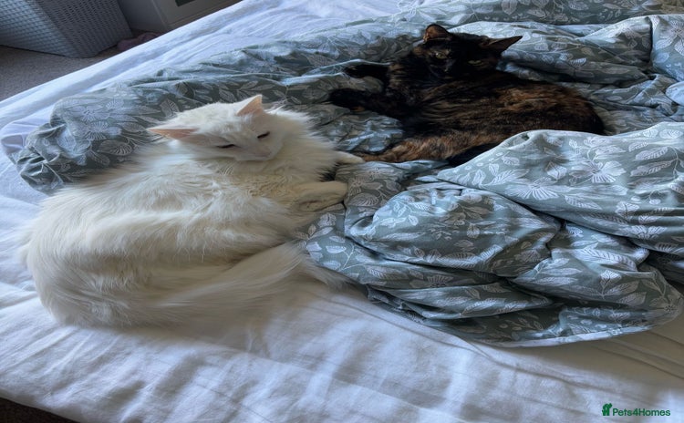 Domestic Shorthair cats Brother & Sister (not to be split) - Advert 2