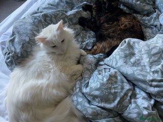 Domestic Shorthair cats for sale: Brother & Sister (not to be split) - Advert 1