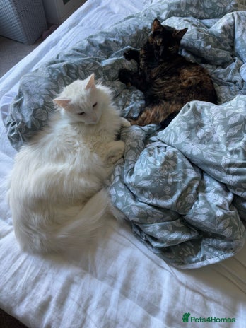 Domestic Shorthair cats Brother & Sister (not to be split) - Advert 1