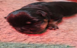 Rottweiler dogs for sale: 4 beautifull rottweiler - Image 4