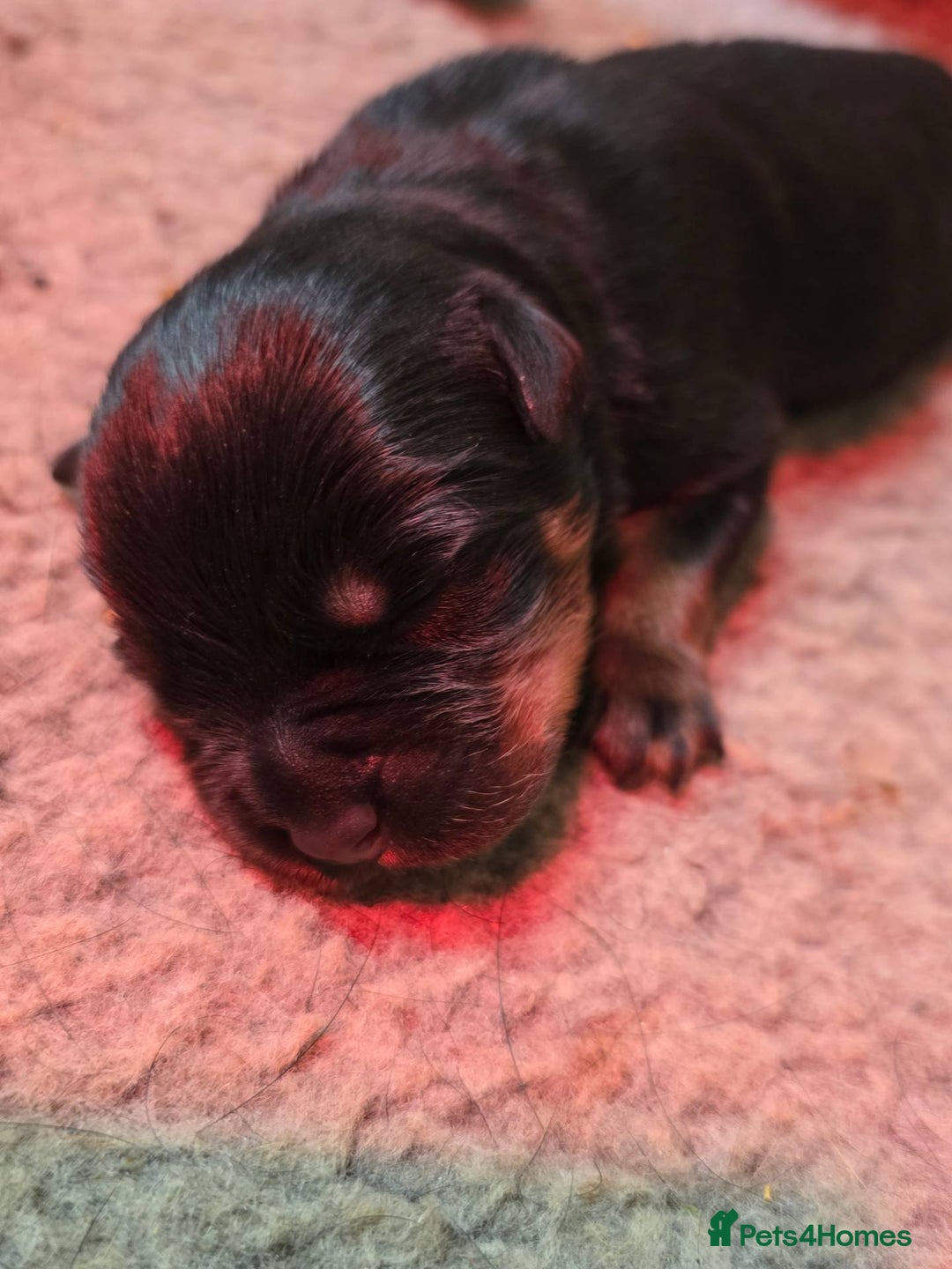 Rottweiler dogs for sale: 4 beautifull rottweiler - Image 4