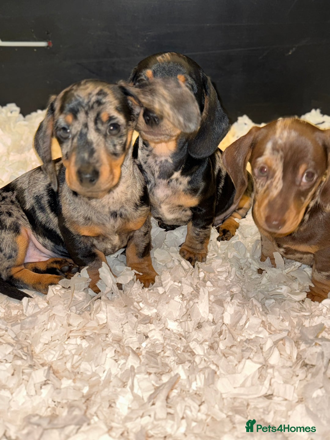 Miniature Dachshund dogs for sale: Absolutely stunning miniature KC reg Dachshund’s  - Advert 3