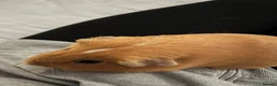 Guinea Pig rodents for sale: Two girl guinea pigs so so friendly very loved  - Advert 4
